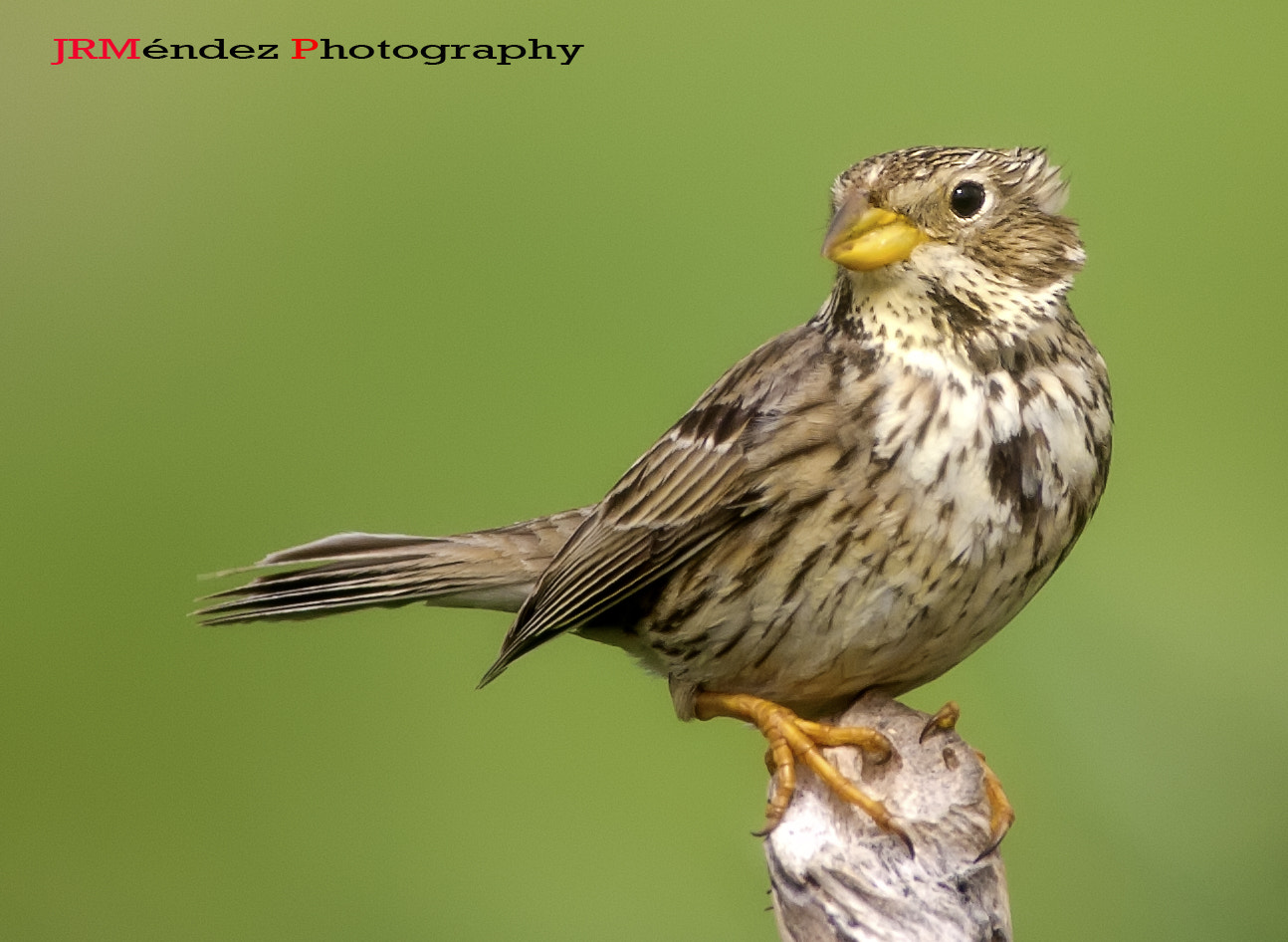 Canon EOS 40D + Canon EF 200mm f/1.8L sample photo. Triguero photography