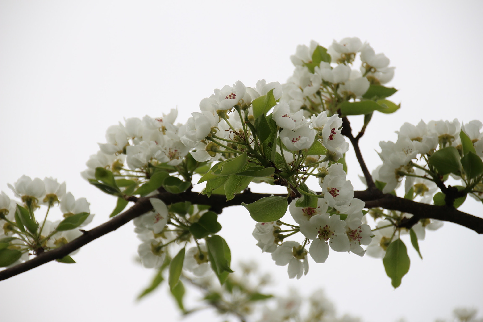Sigma 18-250mm F3.5-6.3 DC OS HSM sample photo. Flowers photography