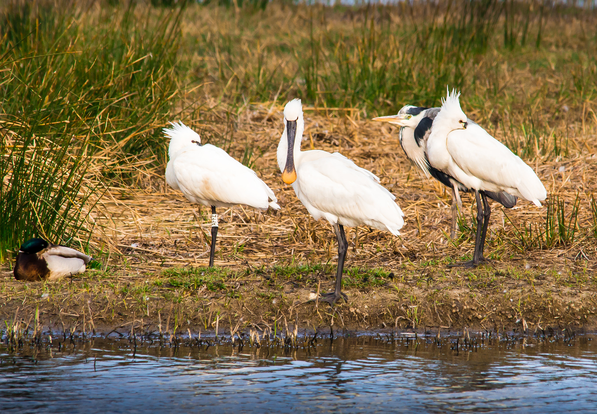 Sigma 150-500mm F5-6.3 DG OS HSM sample photo. Time to sleep photography