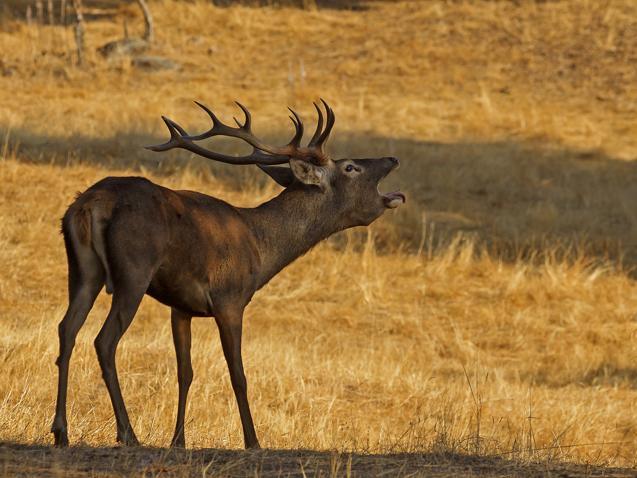 Canon EOS 50D + Sigma 100-300mm f/4 sample photo. Berrea ii photography