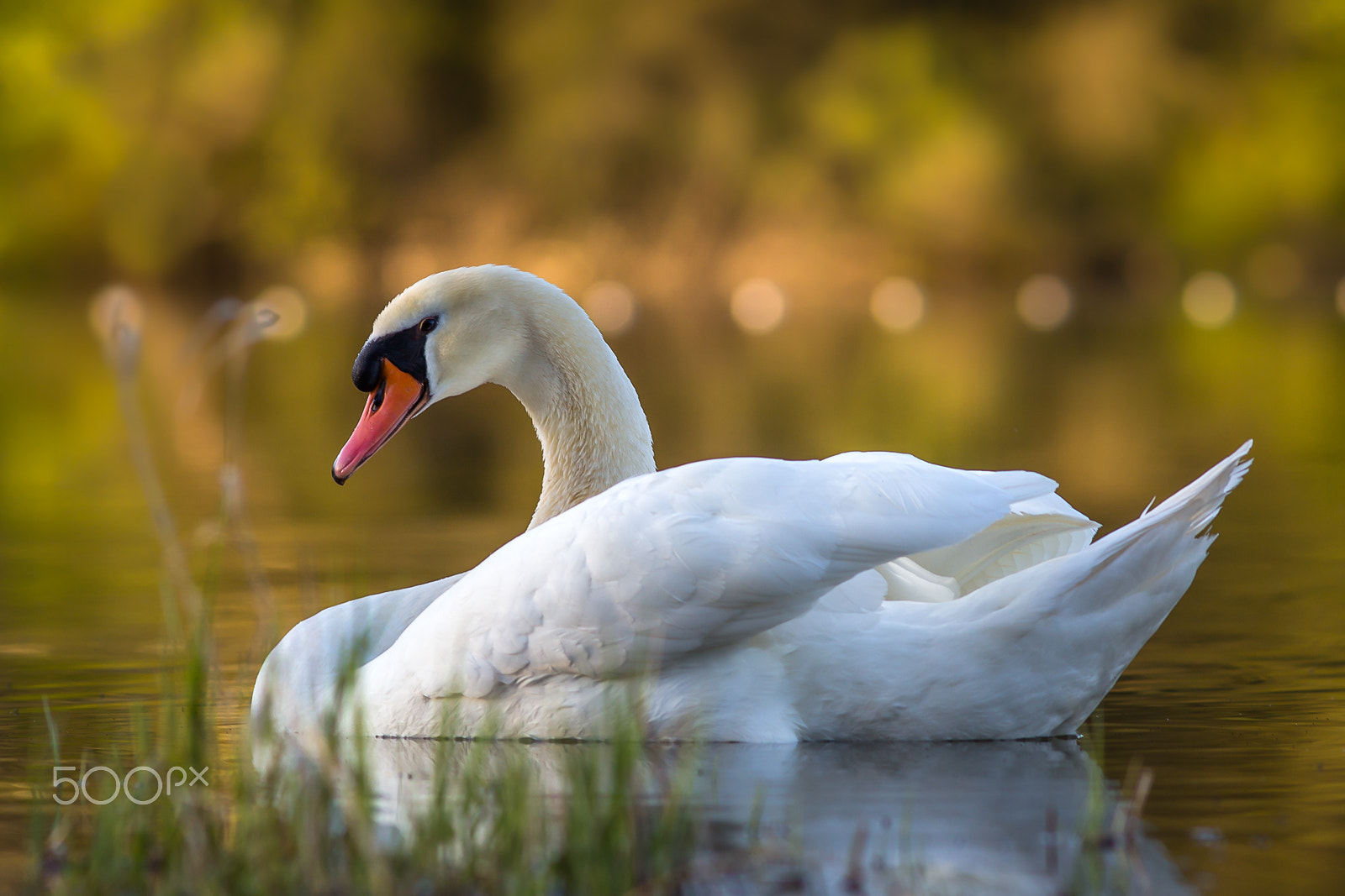 Canon EF 200mm F2.8L II USM sample photo. Höckerschwan bf photography