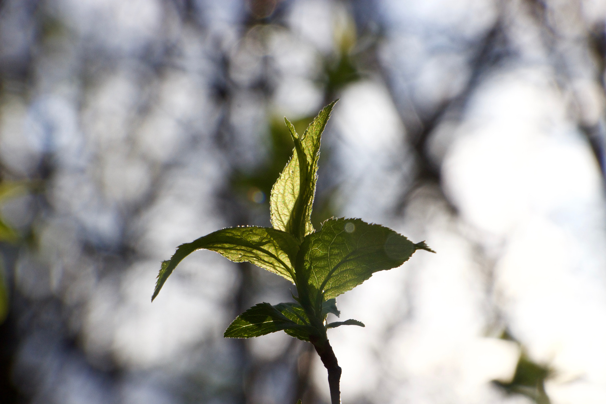 Canon EF-S 18-135mm F3.5-5.6 IS STM sample photo. Leaf in spring sun photography