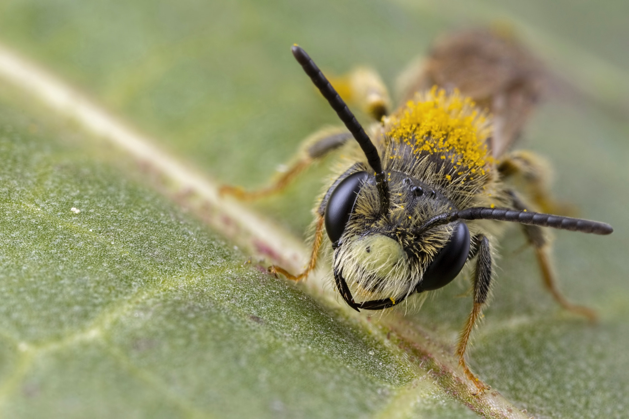 Canon MP-E 65mm F2.5 1-5x Macro Photo sample photo. Mining bee photography