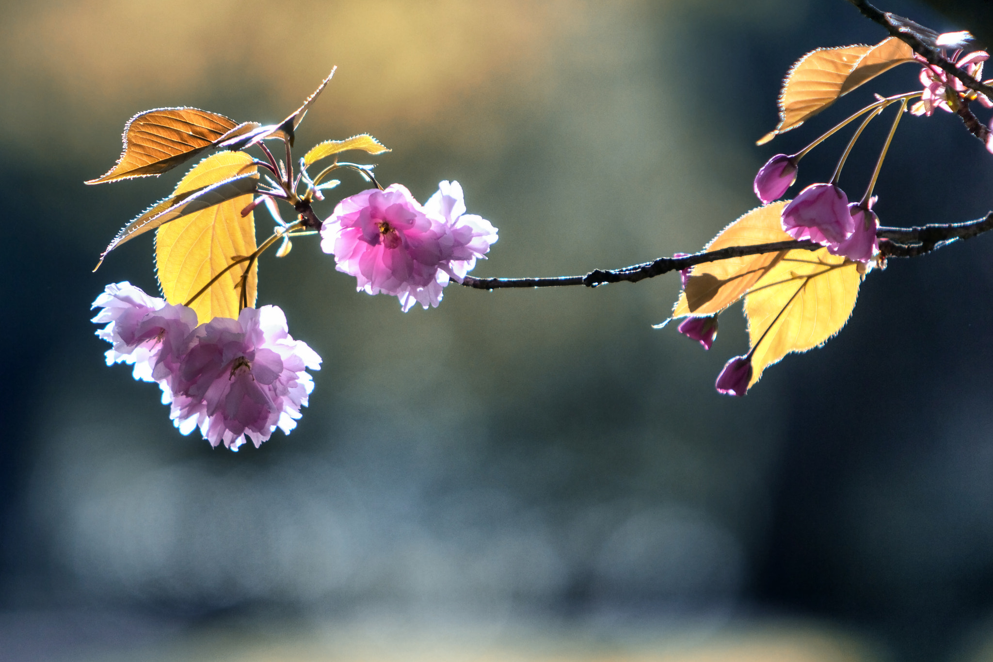 Canon EF 70-200mm F2.8L IS USM sample photo. Cherry blossom photography
