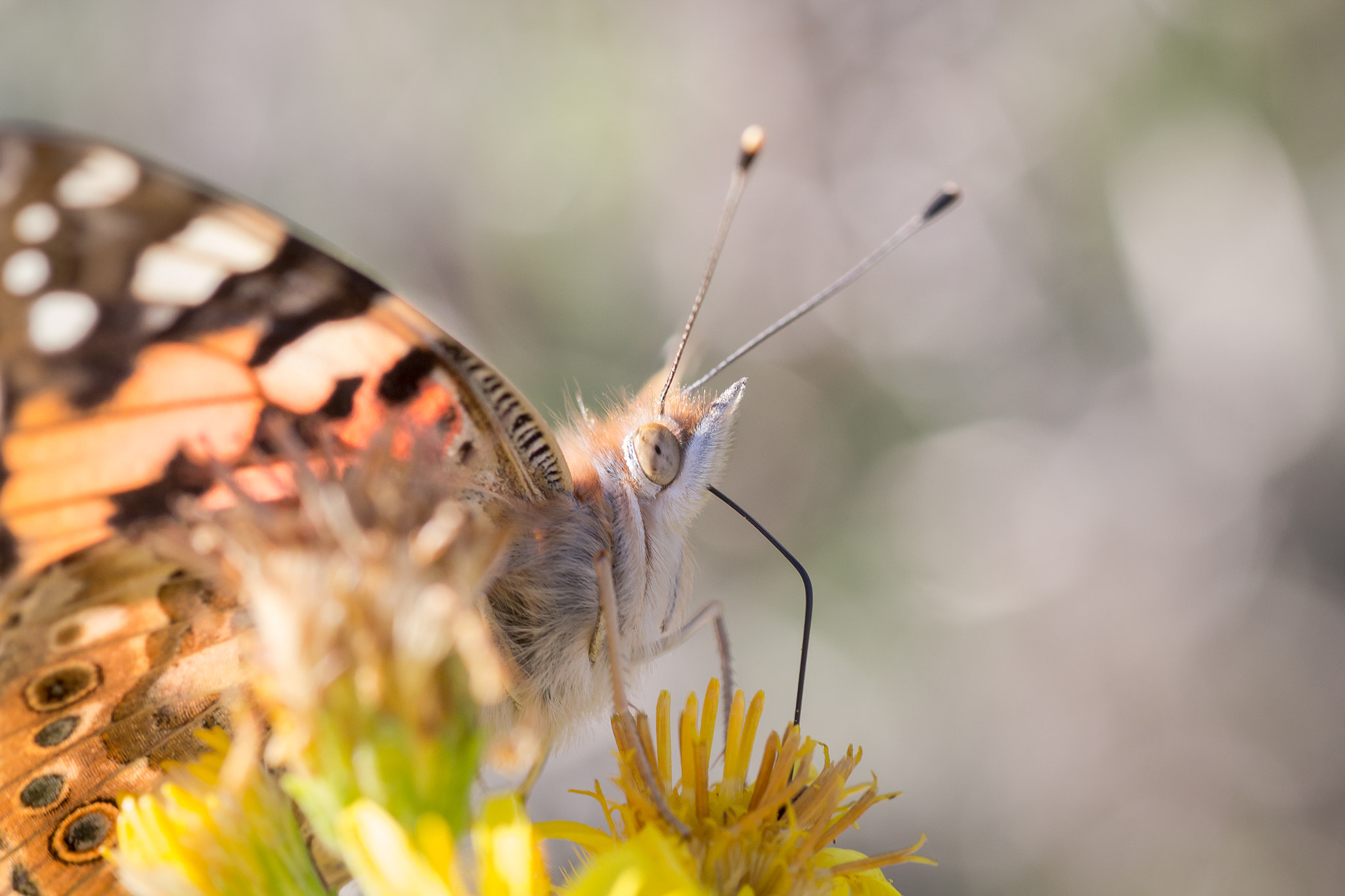 Canon EOS 650D (EOS Rebel T4i / EOS Kiss X6i) + Tamron SP AF 90mm F2.8 Di Macro sample photo. Butterfly photography