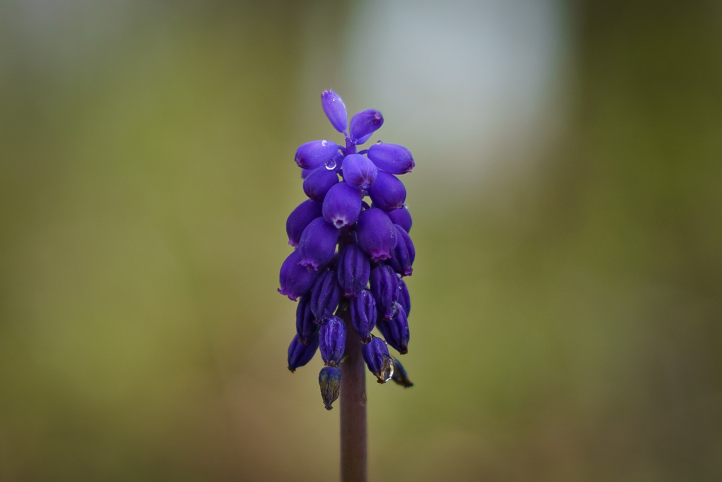 E 50mm F2 sample photo. Forest flower photography