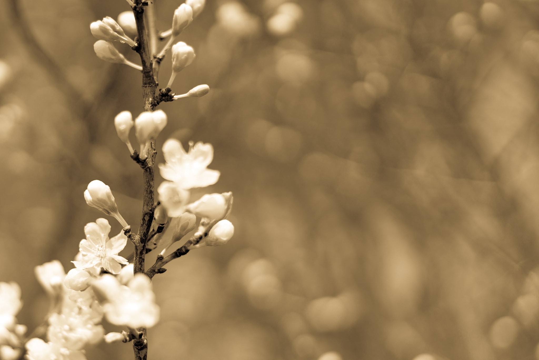 E 50mm F2 sample photo. Apple blossom photography