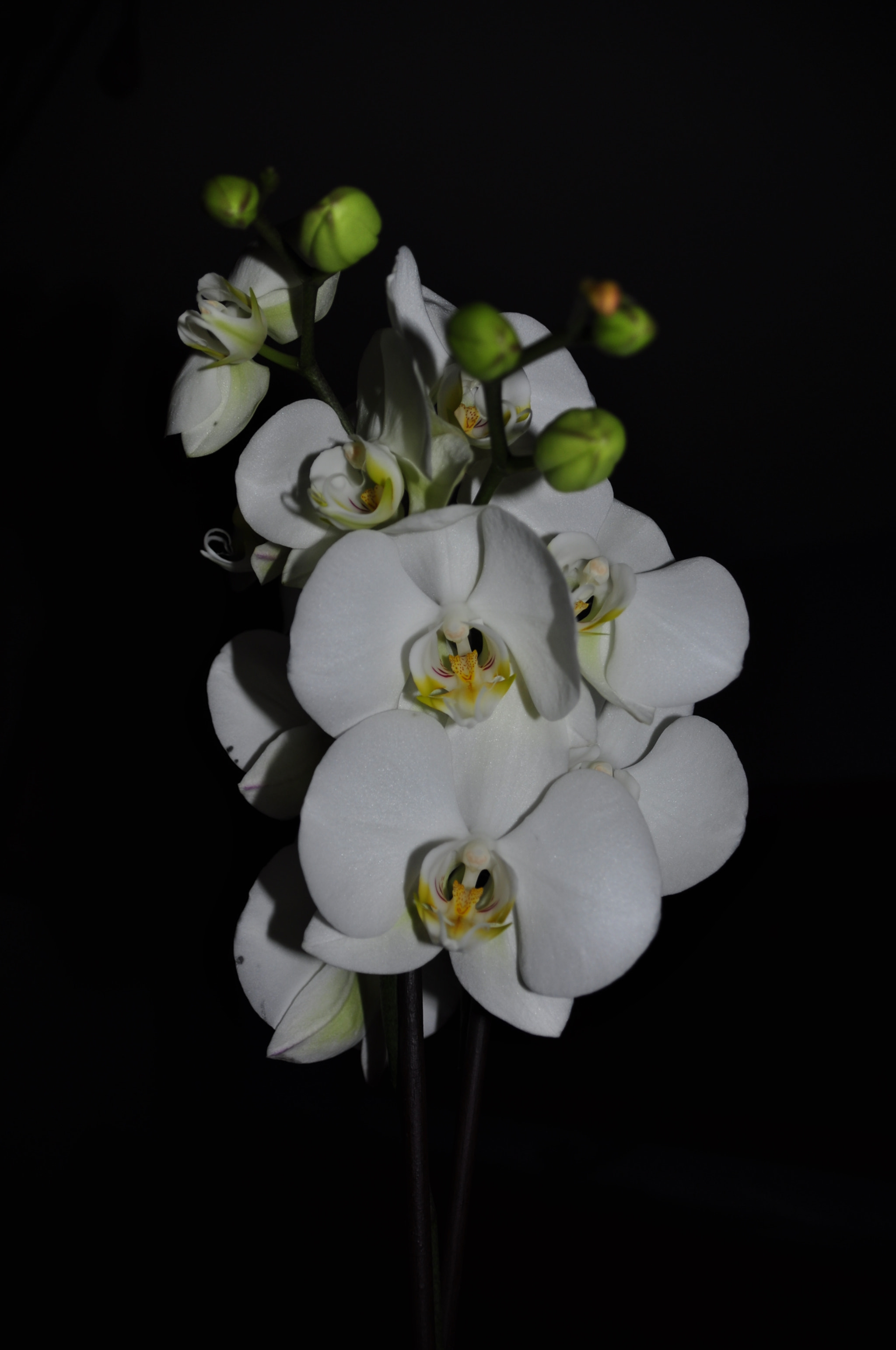 Sigma 18-250mm F3.5-6.3 DC Macro OS HSM sample photo. Contrast - witte orchidee - low key photography