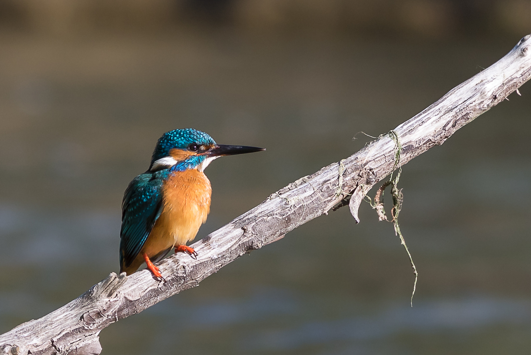 Pentax smc DA* 300mm F4.0 ED (IF) SDM sample photo. Martin pecheur attend mme photography
