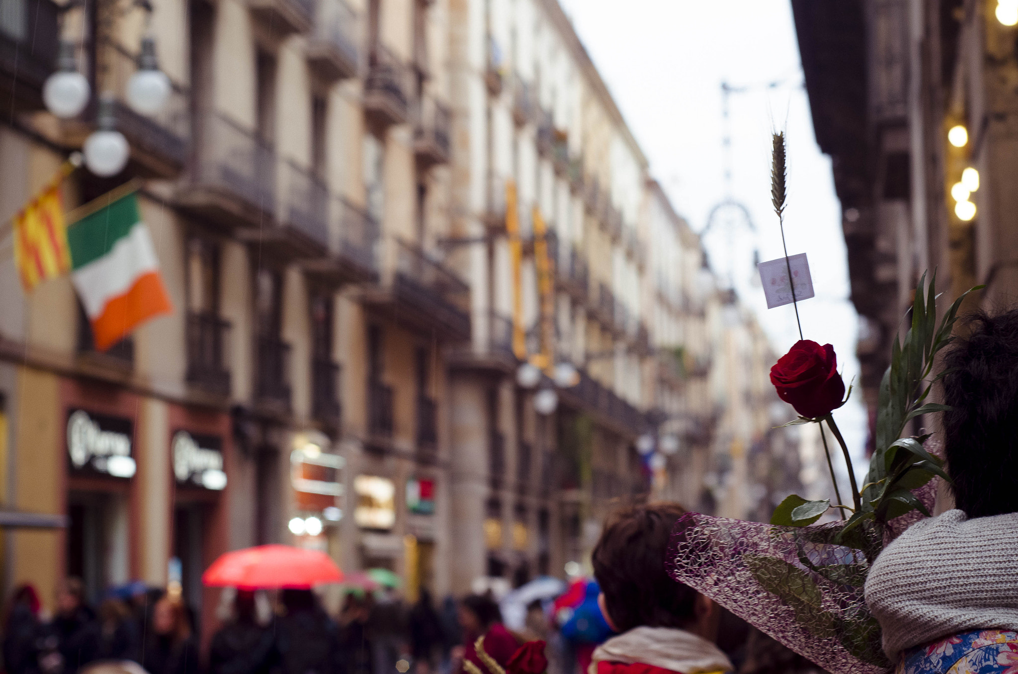 Nikon D5100 + AF Nikkor 50mm f/1.8 sample photo. Sant jordi / rosa photography