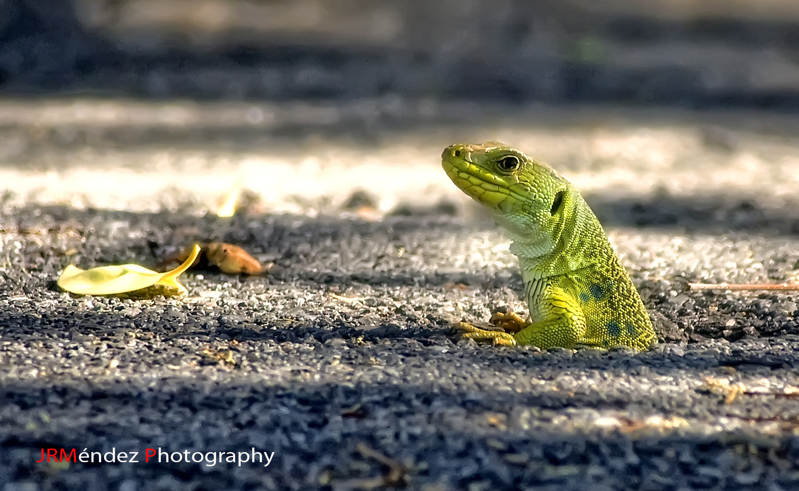 Canon EOS 40D sample photo. Lagarto ocelado photography