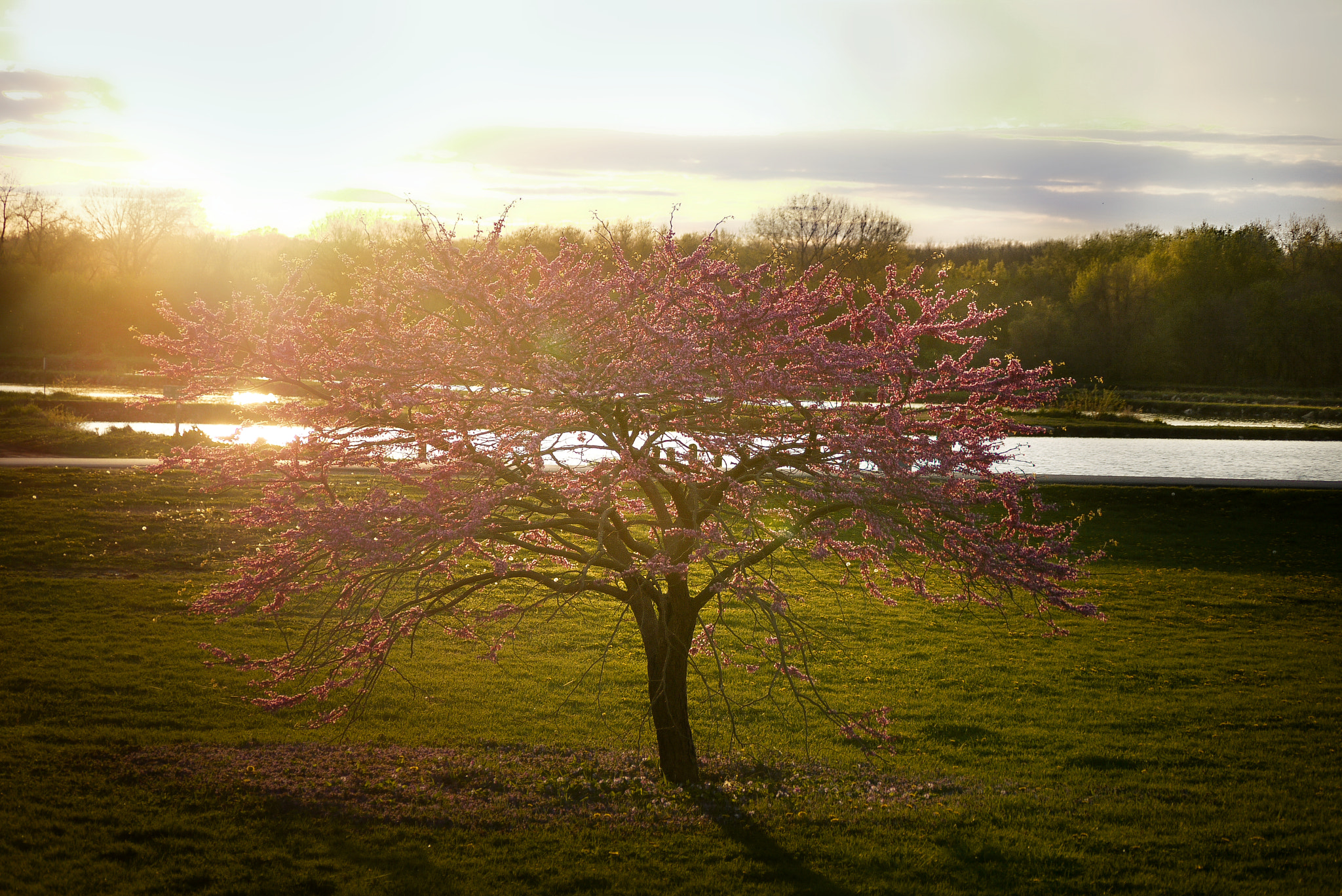 Panasonic Lumix G Vario 45-200mm F4-5.6 OIS sample photo. Treepose photography