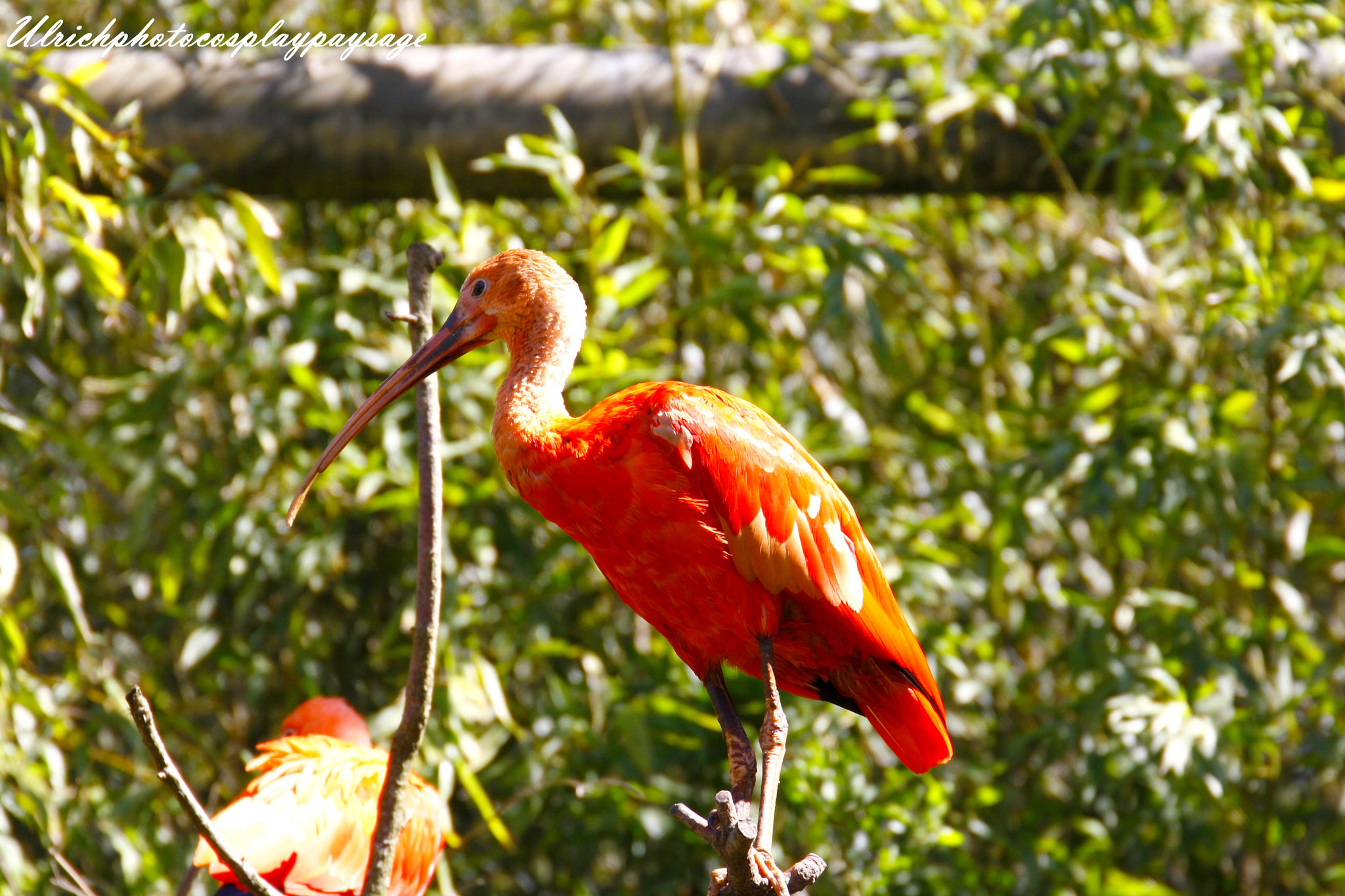 Canon EF 24-105mm F3.5-5.6 IS STM sample photo. Ibis photography
