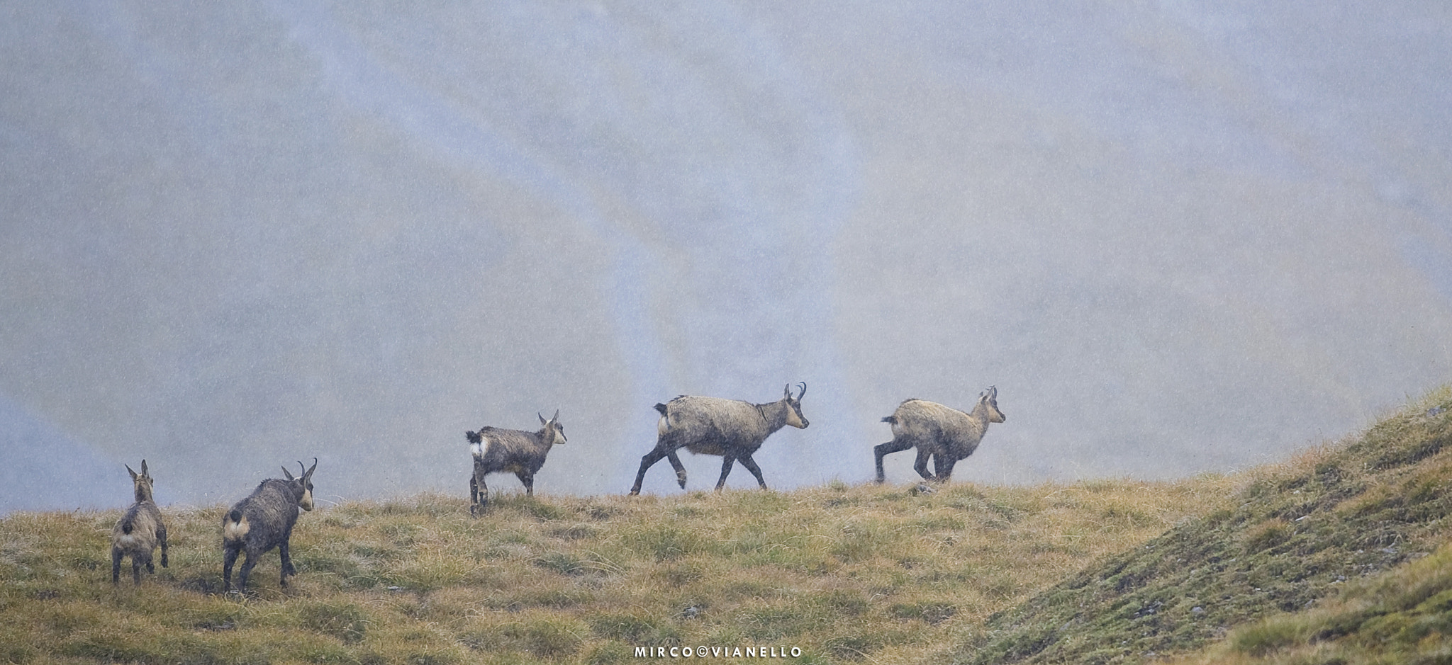 Nikon AF-S Nikkor 500mm F4G ED VR sample photo. Sudden snowfall photography