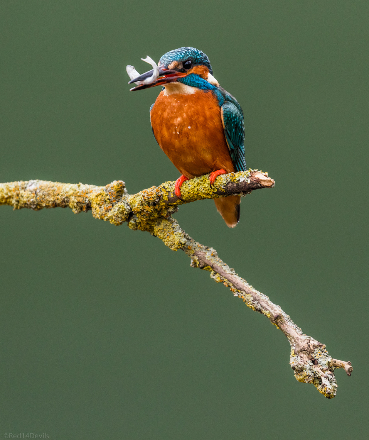 Canon EOS 5DS + Canon EF 100-400mm F4.5-5.6L IS II USM sample photo. Kingfisher, wychbold photography