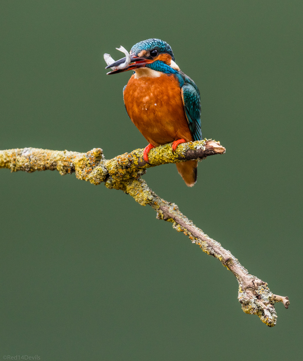 Canon EF 100-400mm F4.5-5.6L IS II USM sample photo. Kingfisher, wychbold photography
