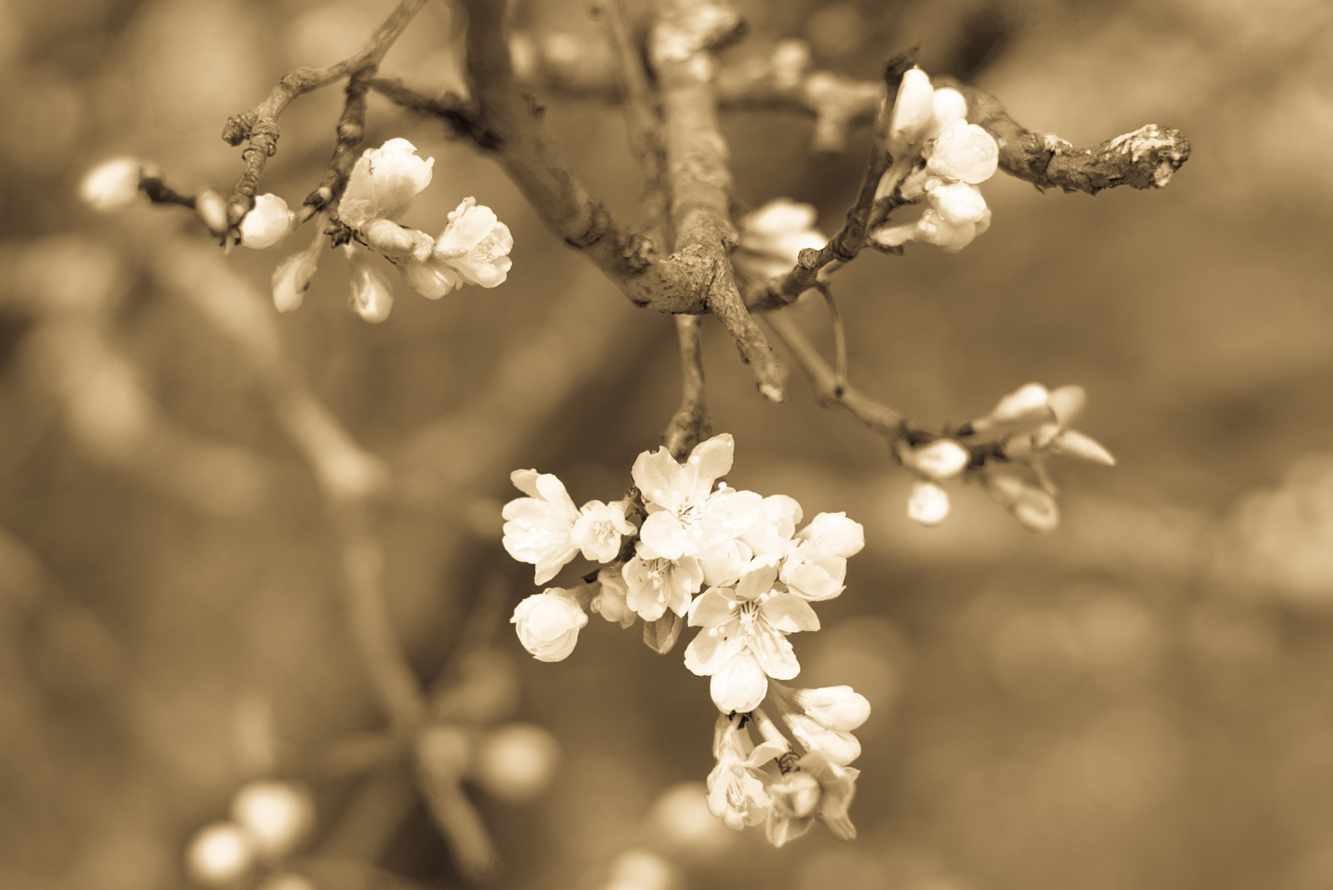 E 50mm F2 sample photo. Apple blossom photography
