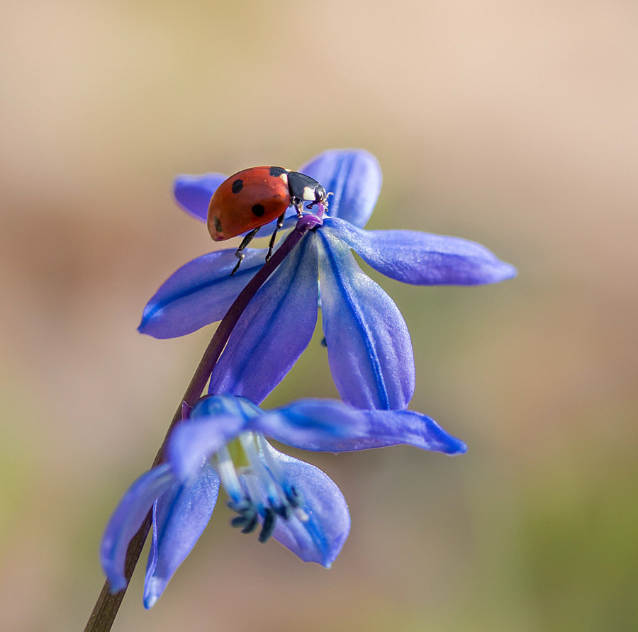 Canon EF-S 60mm F2.8 Macro USM sample photo. *** photography