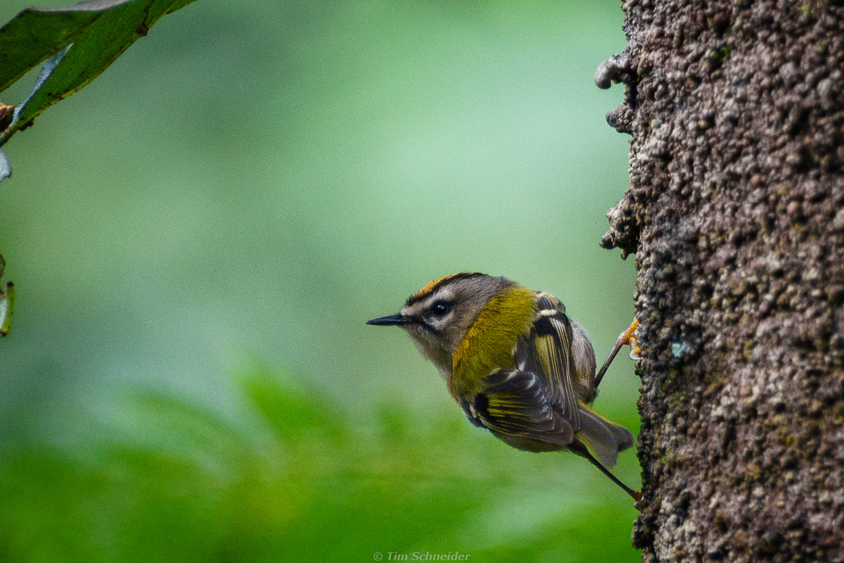 Sony DT 55-300mm F4.5-5.6 SAM sample photo. Madeira goldcrest photography