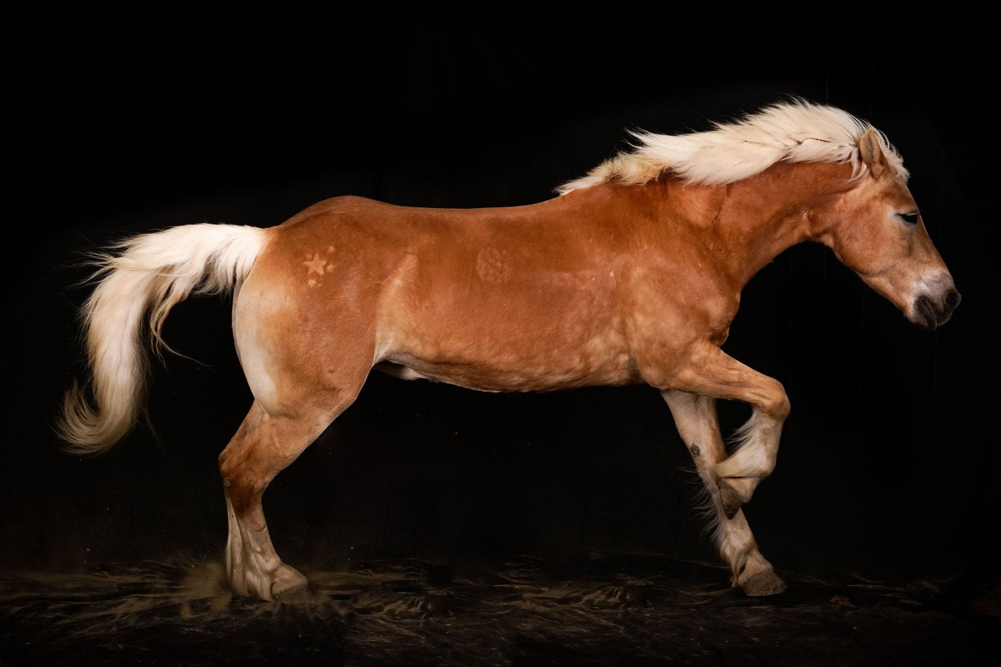 Sony Planar T* 85mm F1.4 ZA sample photo. Horse gallop study photography