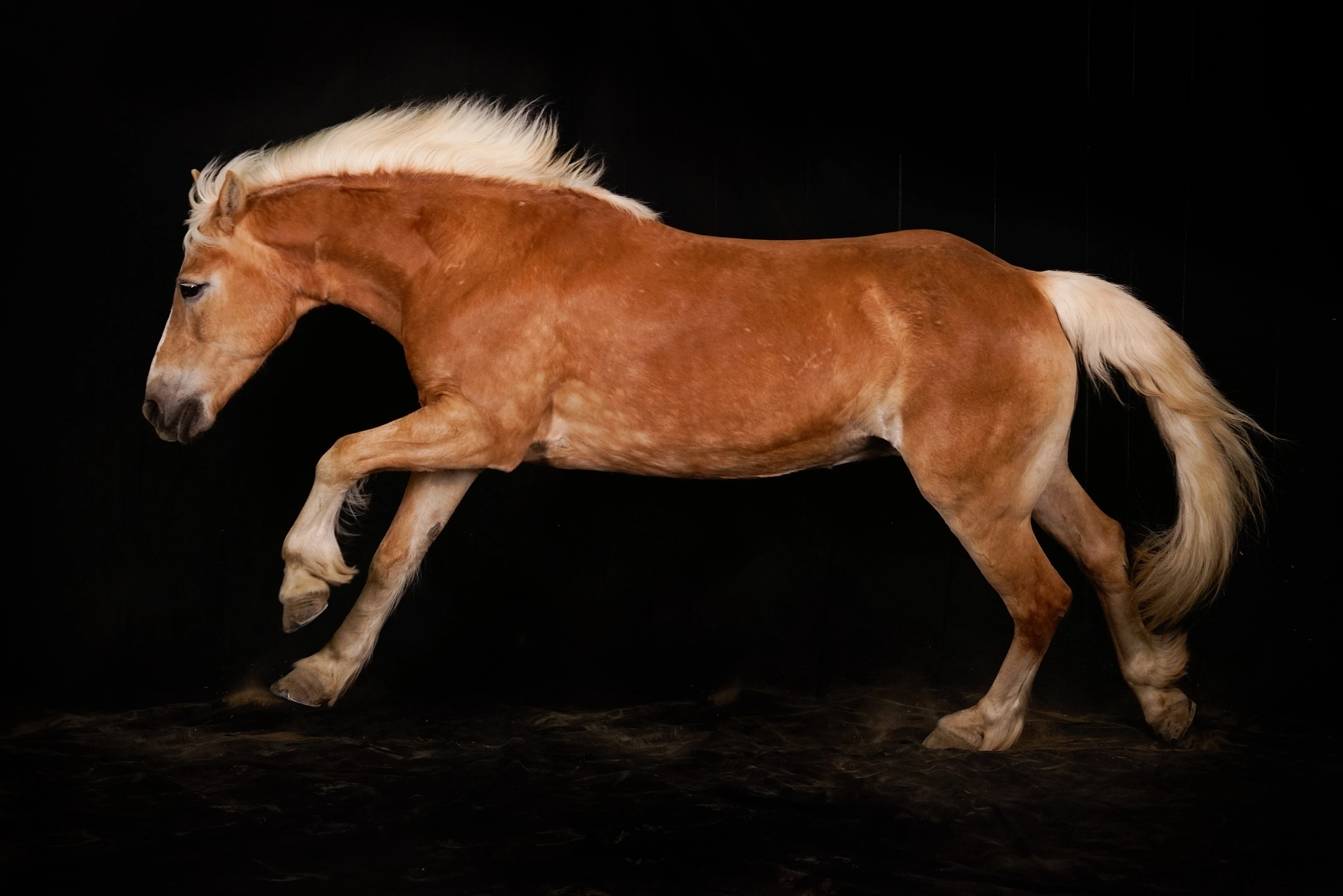 Sony Planar T* 85mm F1.4 ZA sample photo. Horse gallop study photography