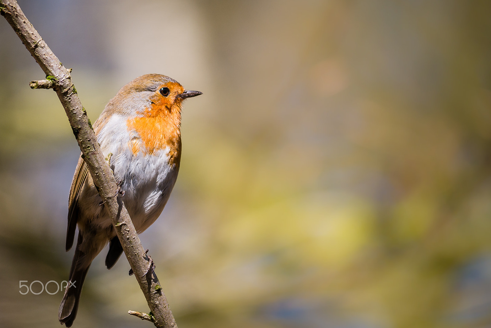 Panasonic Lumix DMC-G7 sample photo. European robin photography