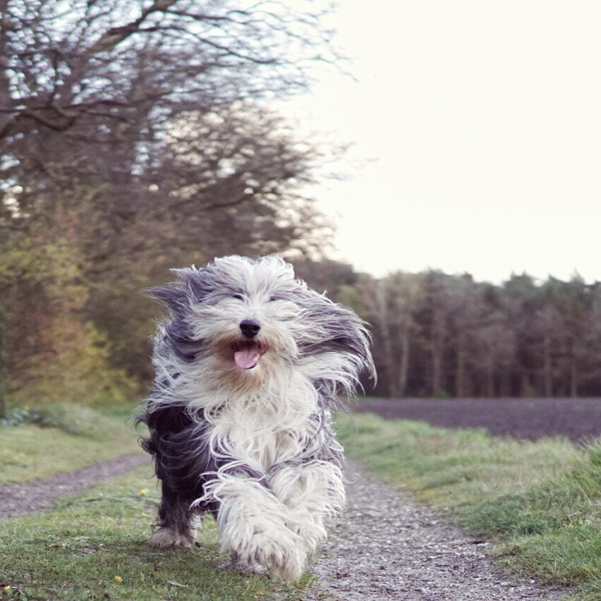 Sony a6000 + E 30mm F1.4 sample photo. Walking the dog, he seems so happy:) photography