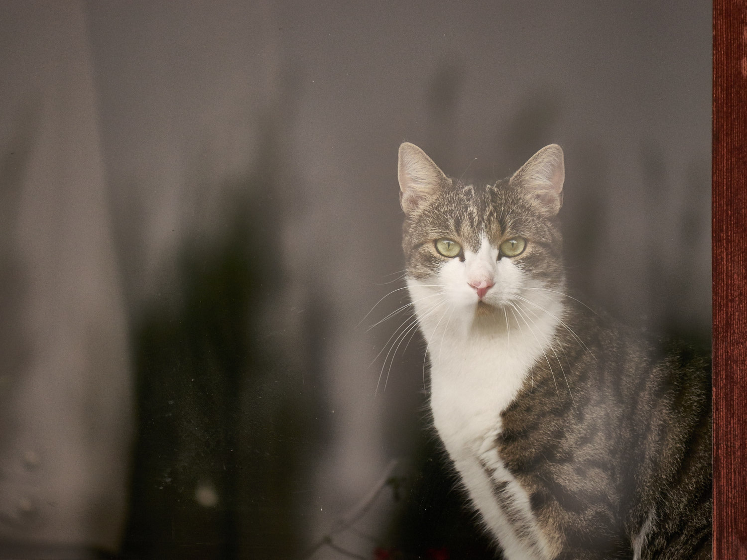 Panasonic Lumix DMC-GX7 sample photo. Peeping tom photography