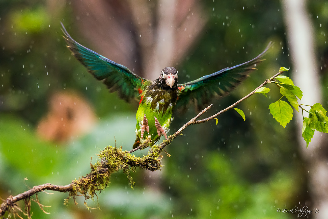Sigma 150-500mm F5-6.3 DG OS HSM sample photo. Landing photography