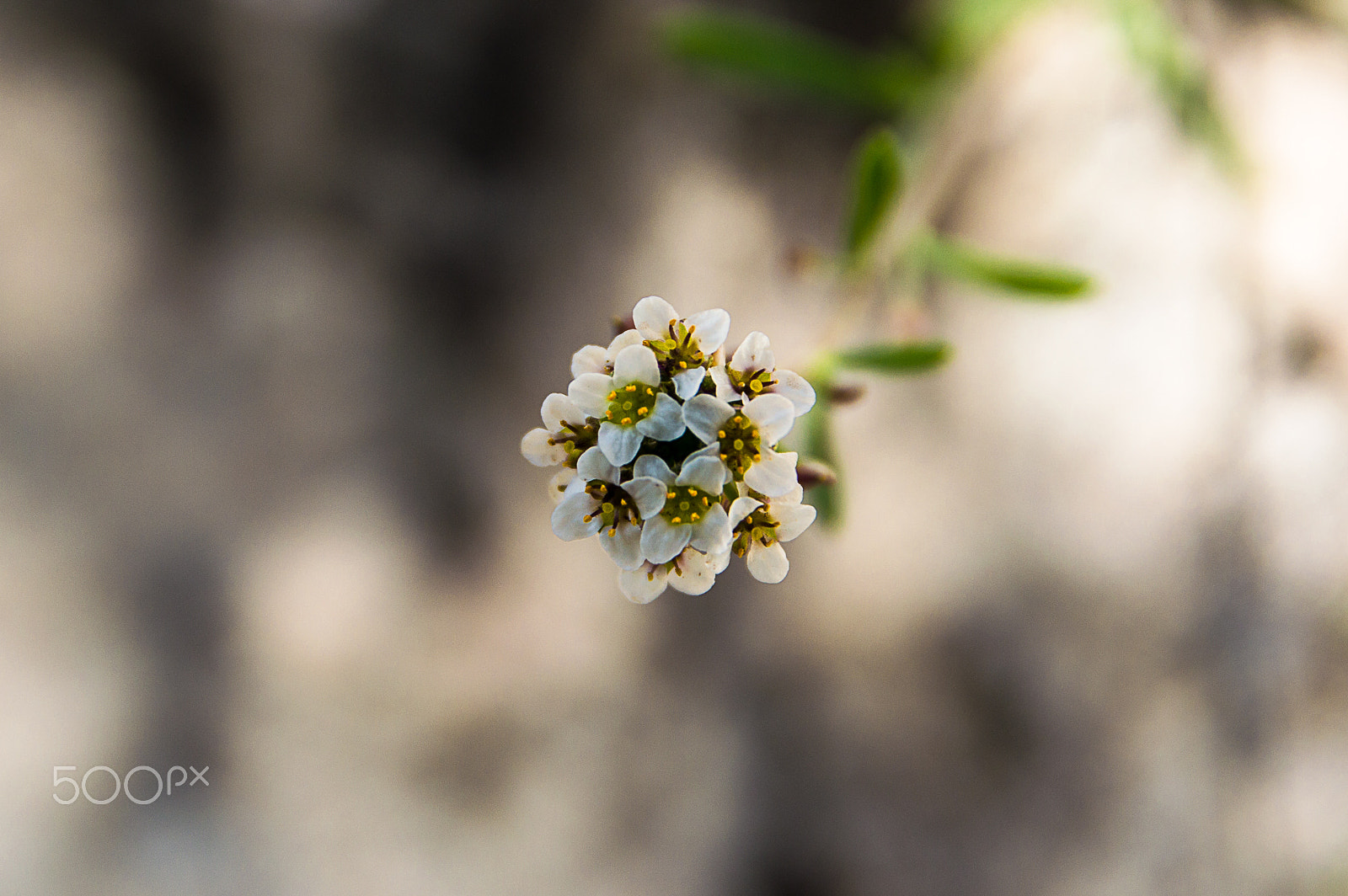 Sigma 17-70mm F2.8-4 DC Macro OS HSM | C sample photo. Simple photography
