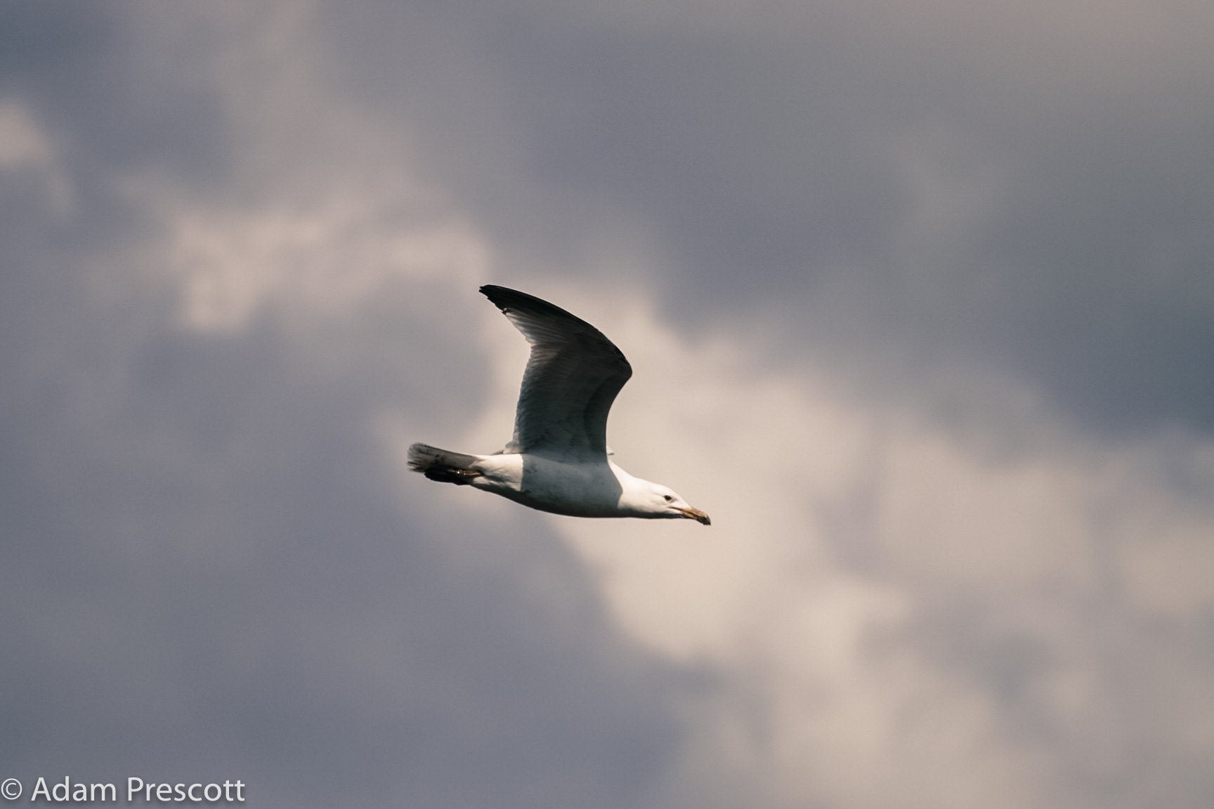 Canon EOS 30D + Canon EF 70-200mm F4L USM sample photo. Seaside gull photography