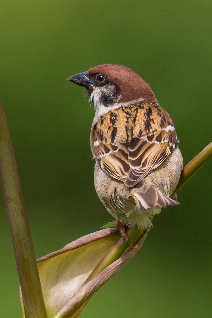 Canon EF 100-400mm F4.5-5.6L IS II USM sample photo. Tree sparrow photography