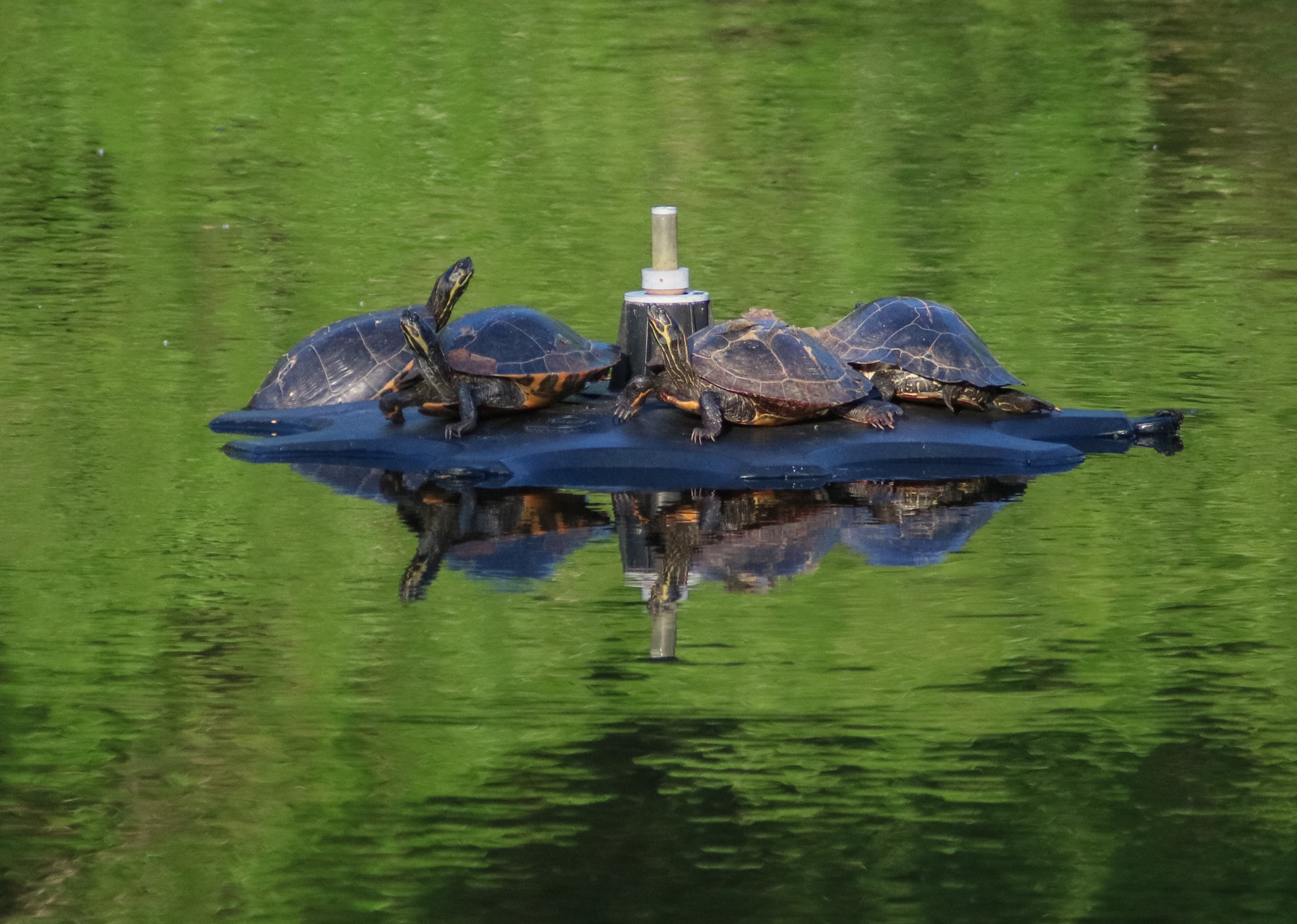 Canon EOS 760D (EOS Rebel T6s / EOS 8000D) + Canon 200-500mm sample photo. Turtles sunbathing in our backyard photography