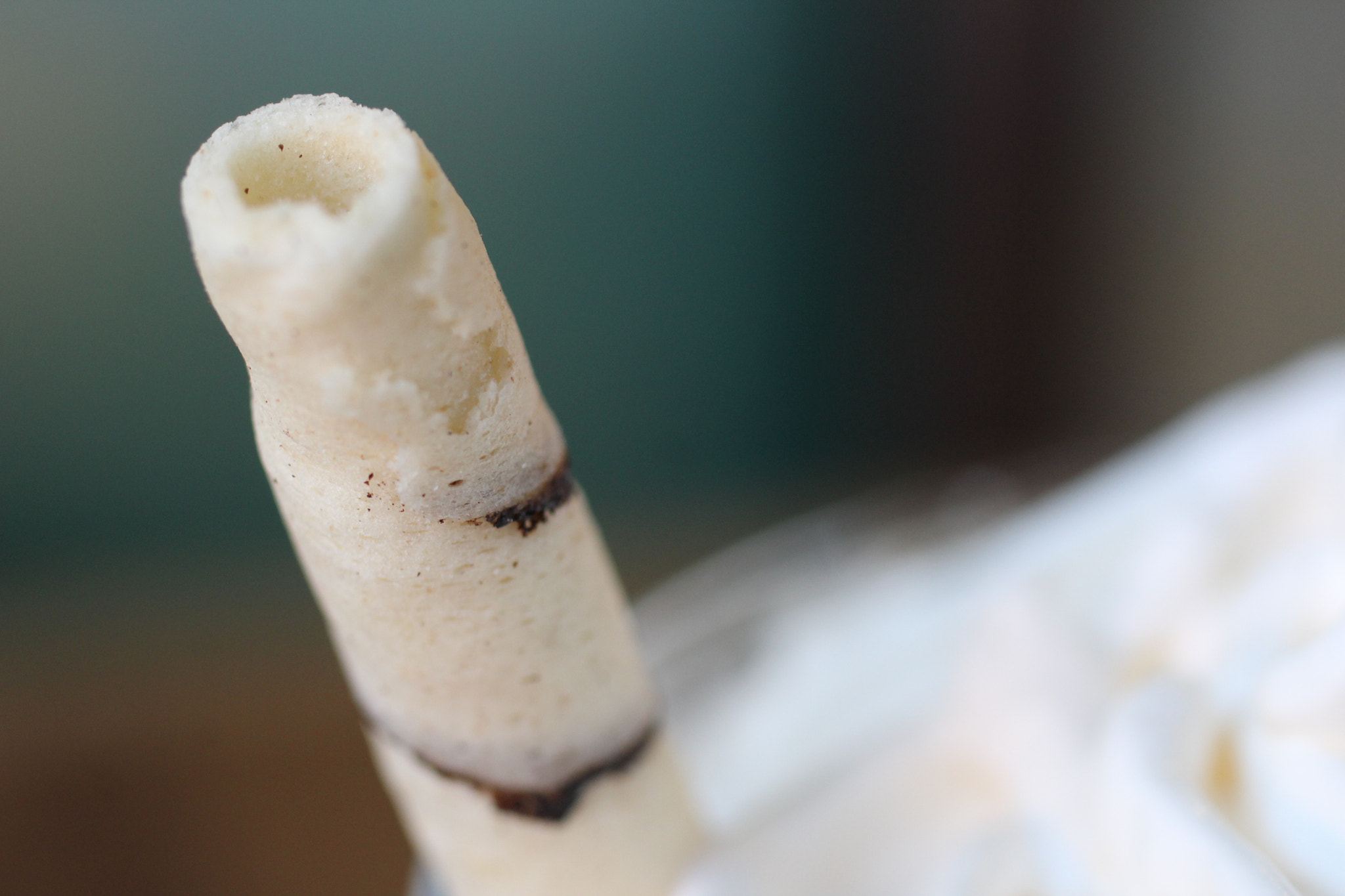 Canon EF 50mm F2.5 Macro sample photo. Toque final photography