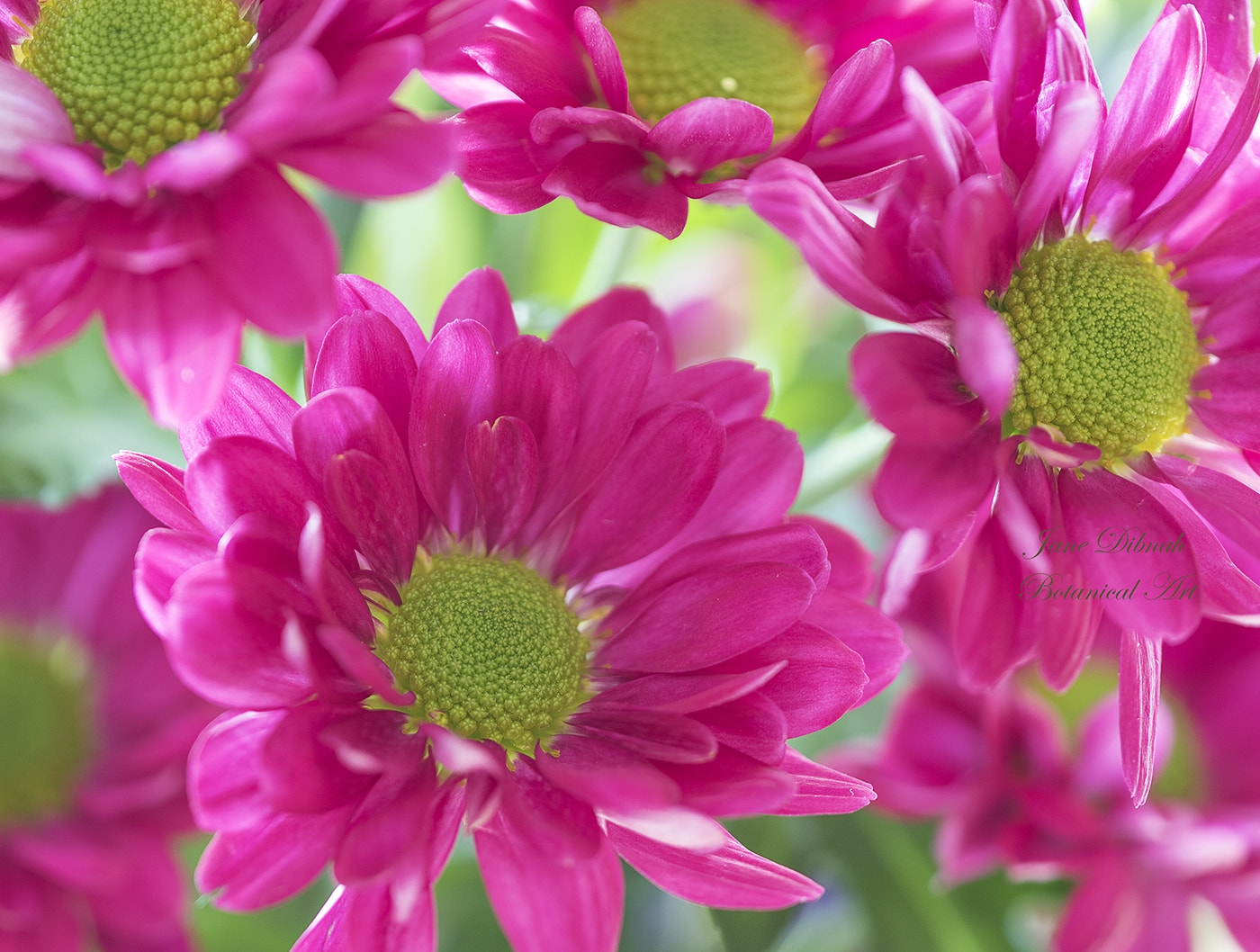 Canon EF 180mm F3.5L Macro USM sample photo. Chrysanths photography
