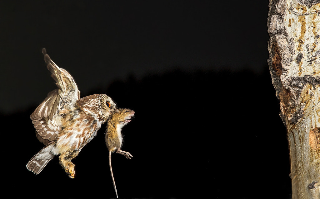 Canon EOS-1D Mark IV sample photo. Saw whet owl bringing mouse to nest photography