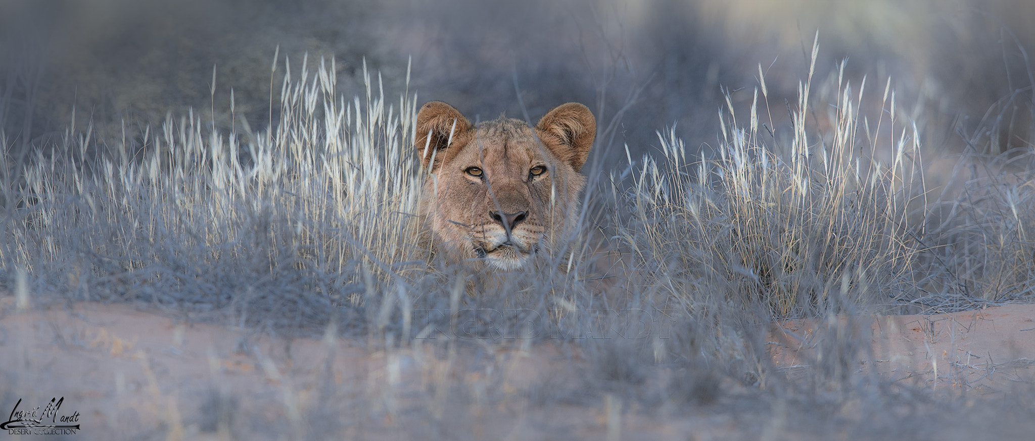Nikon D800 + Nikon AF-S Nikkor 600mm F4G ED VR sample photo. Namibian desert lion cub surving in one of the harshest deserts on earh photography