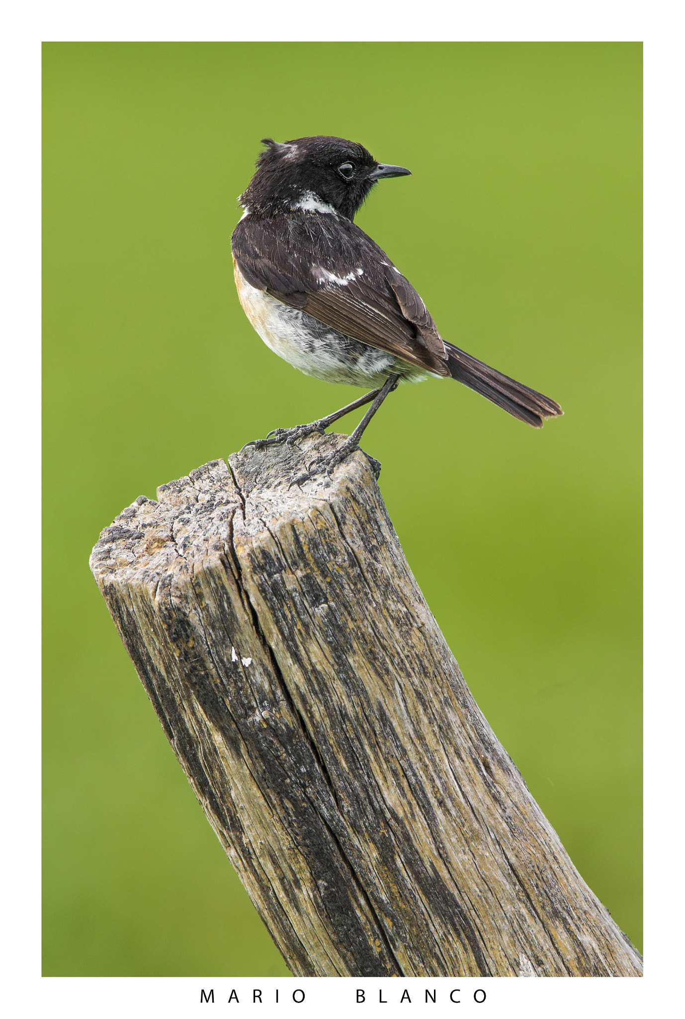 Tamron SP 150-600mm F5-6.3 Di VC USD sample photo. Common stonechat photography