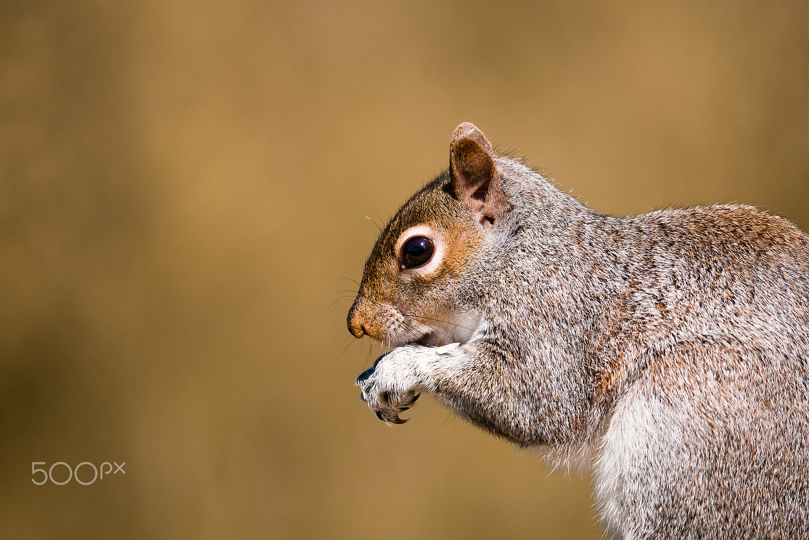 Panasonic Lumix DMC-G7 sample photo. Grey squirrel feeding photography