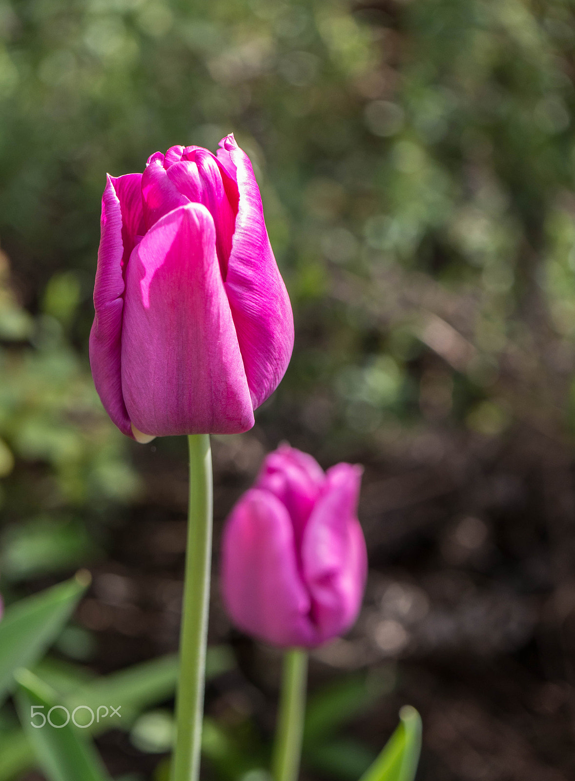 Panasonic Lumix DMC-G5 sample photo. Pink tulips photography