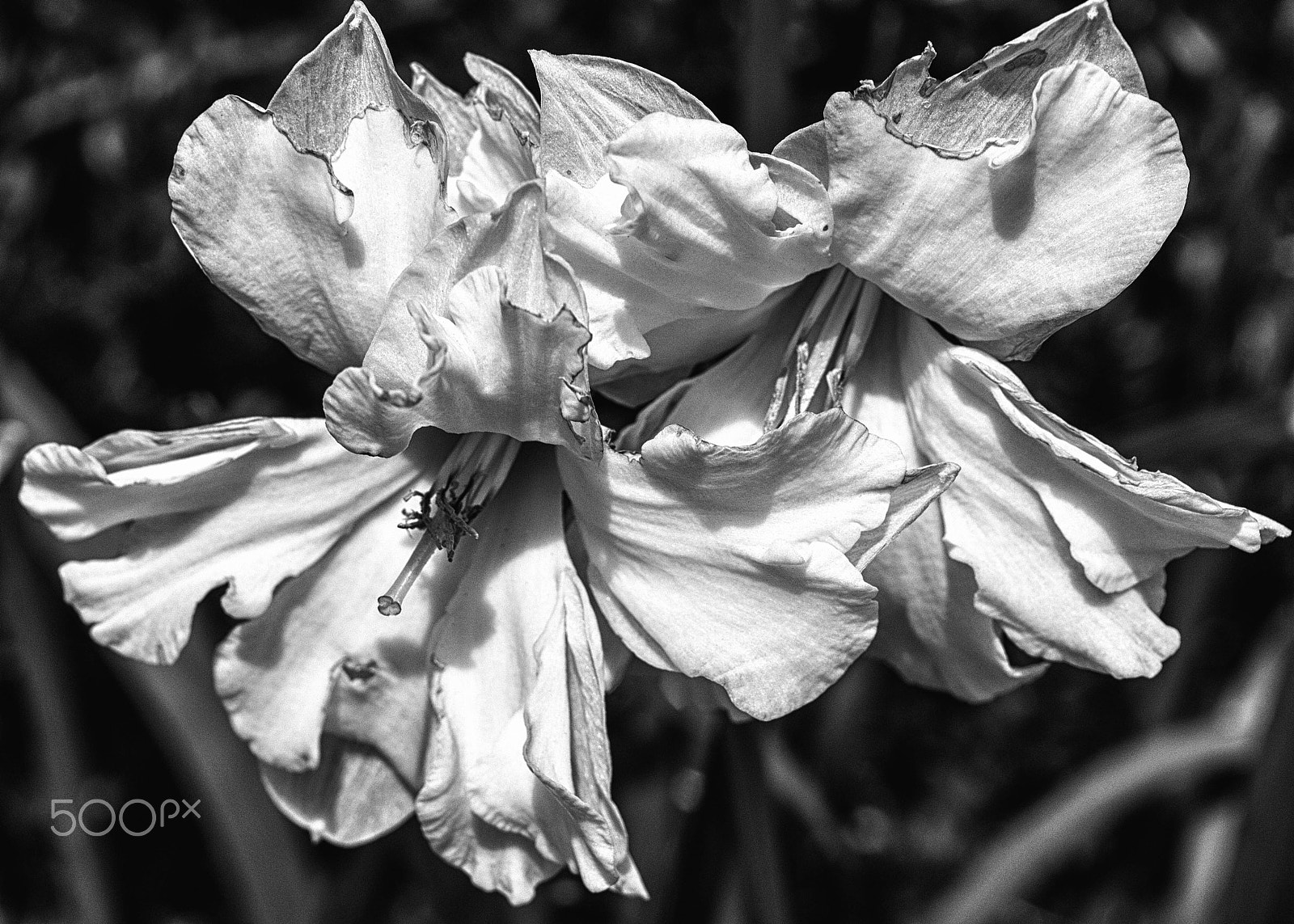 Panasonic Lumix DMC-G5 sample photo. Daffodil in white photography