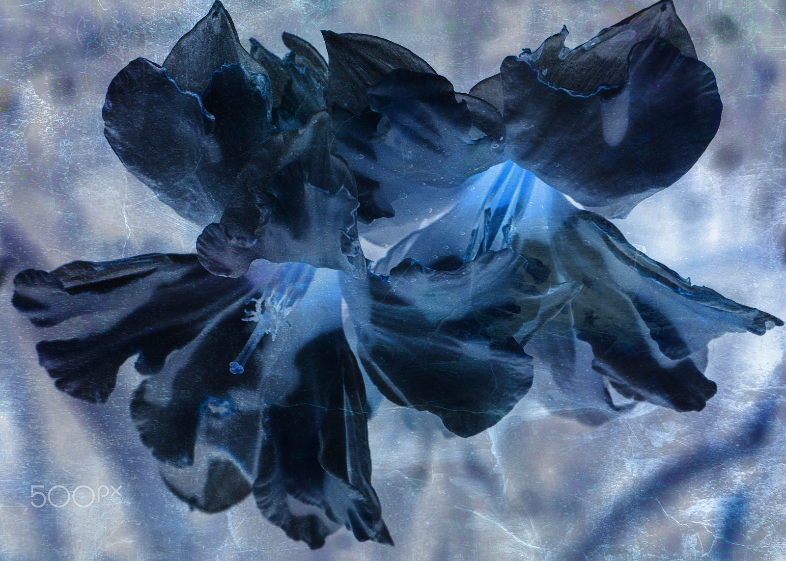 Panasonic Lumix DMC-G5 sample photo. Daffodil in blue.jpg photography