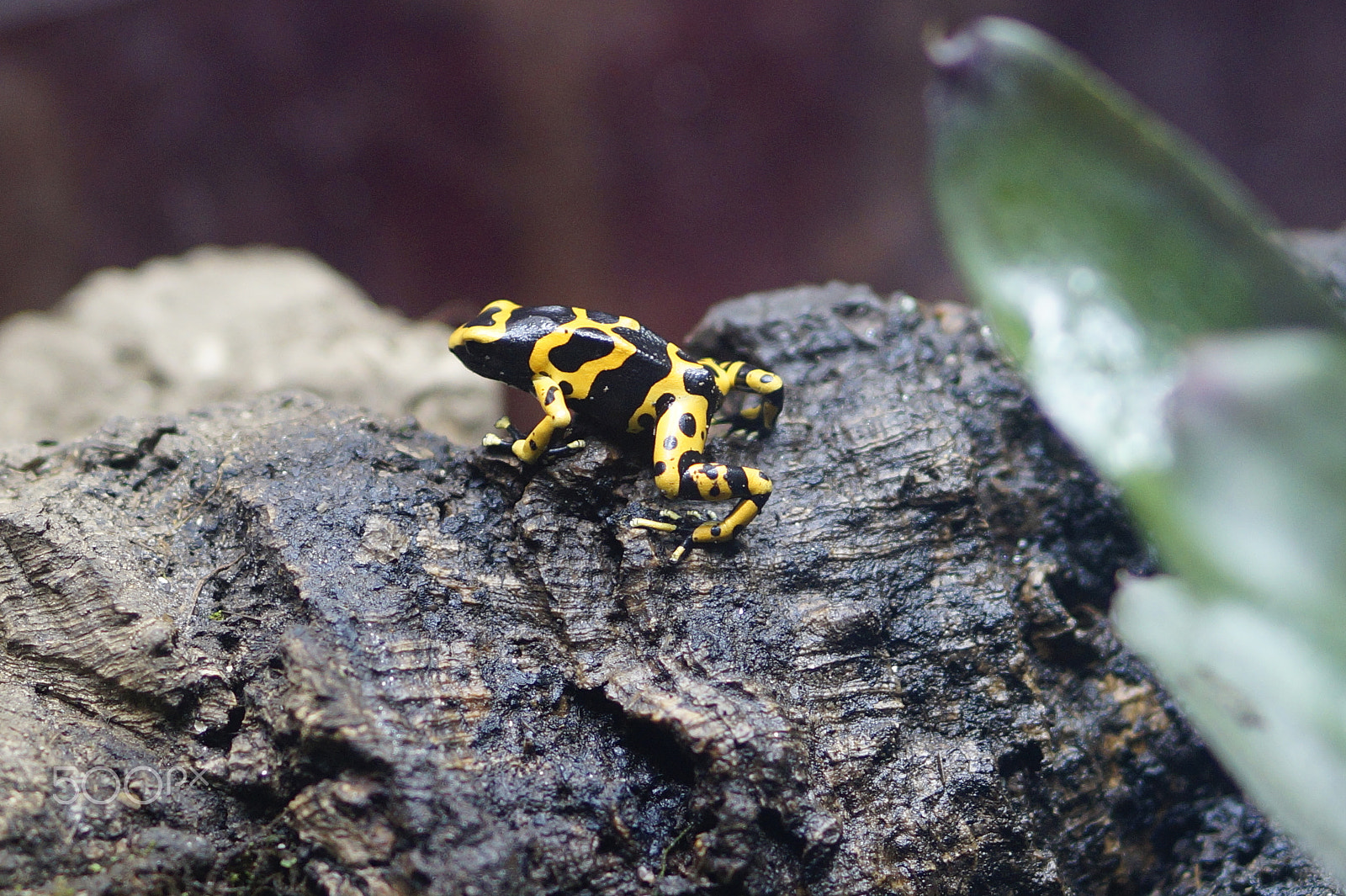 Sony E 50mm F1.8 OSS sample photo. Poison dart frog - dendrobates leucomelas photography