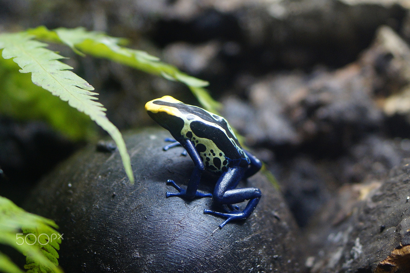 Sony E 50mm F1.8 OSS sample photo. Poison dart frog - ranitomeya ventrimaculata photography