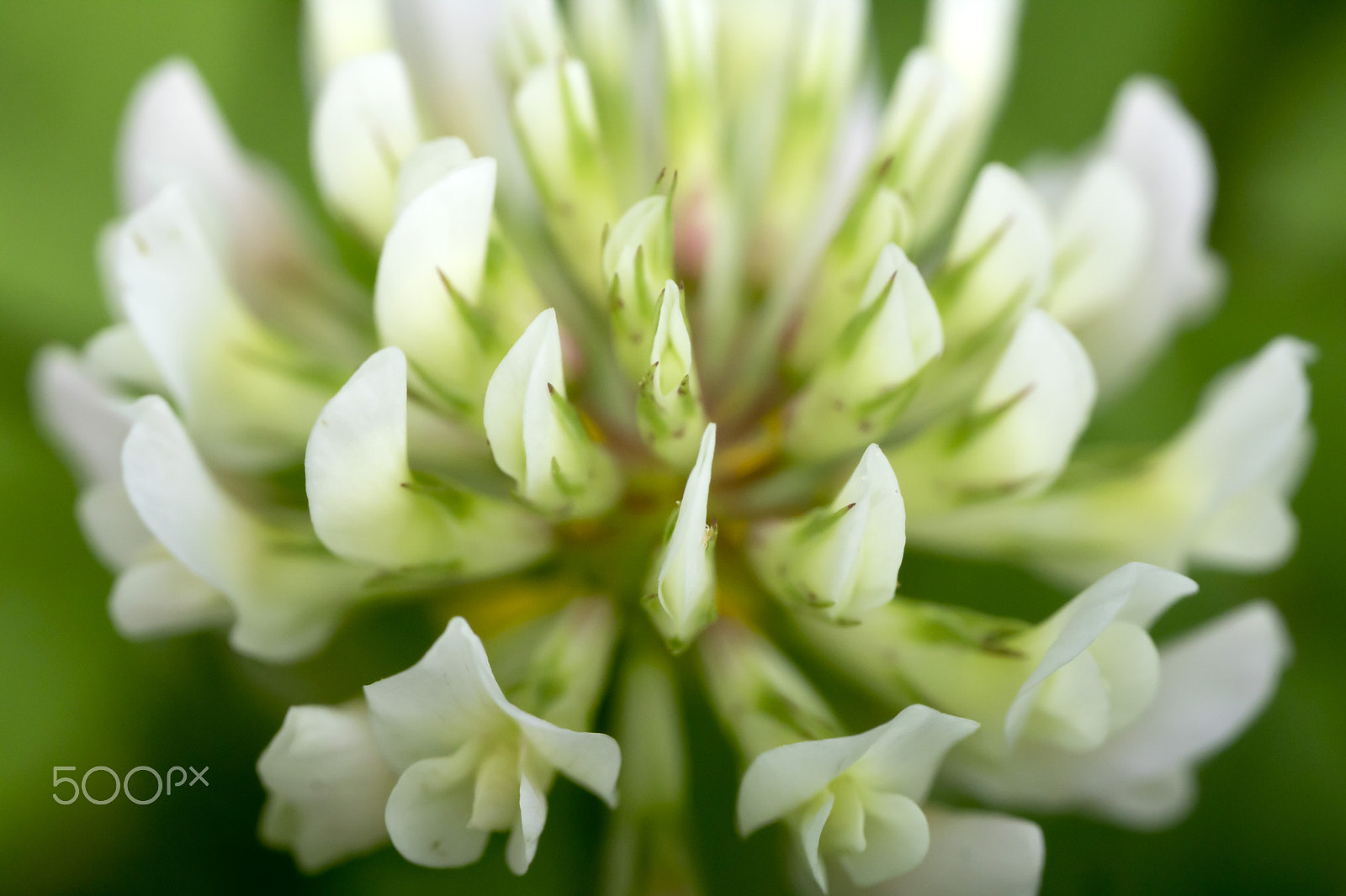 Canon MP-E 65mm F2.5 1-5x Macro Photo sample photo. Secret smell photography