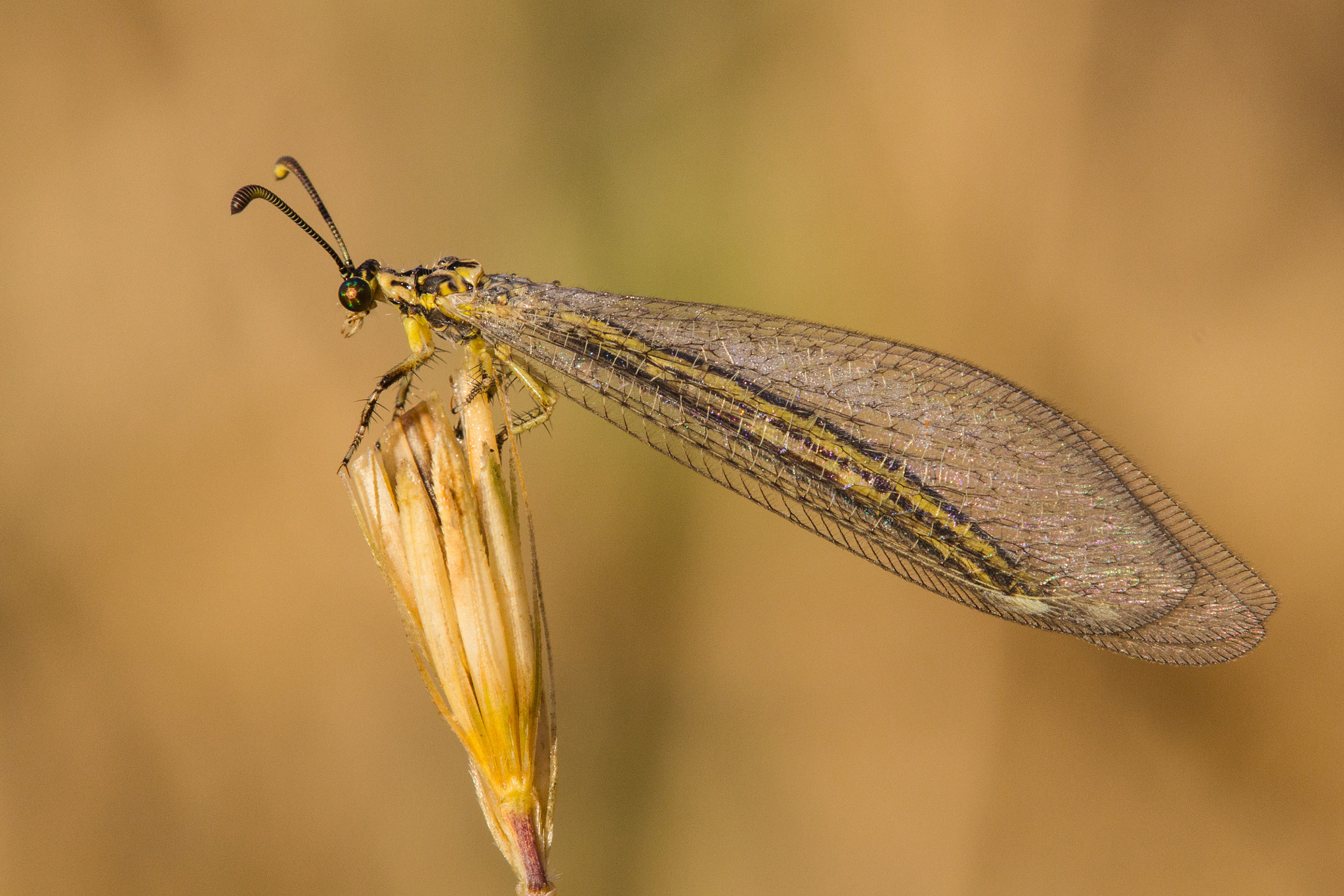 Tamron SP AF 180mm F3.5 Di LD (IF) Macro sample photo. Antlion photography