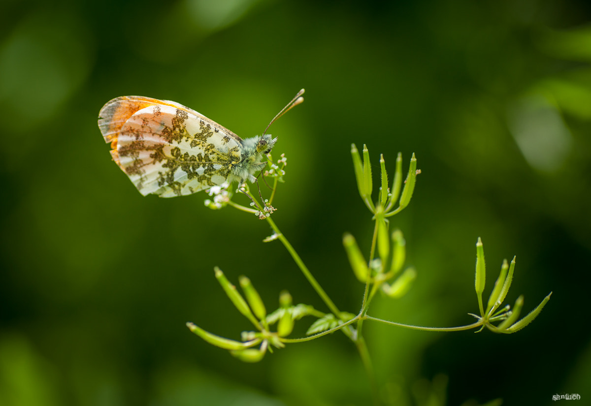 Sony Alpha DSLR-A900 + Minolta AF 100mm F2.8 Macro [New] sample photo. Butterfly photography