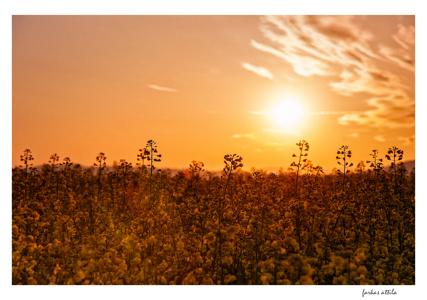 Nikon D60 sample photo. Rapeseed in sunrise... photography