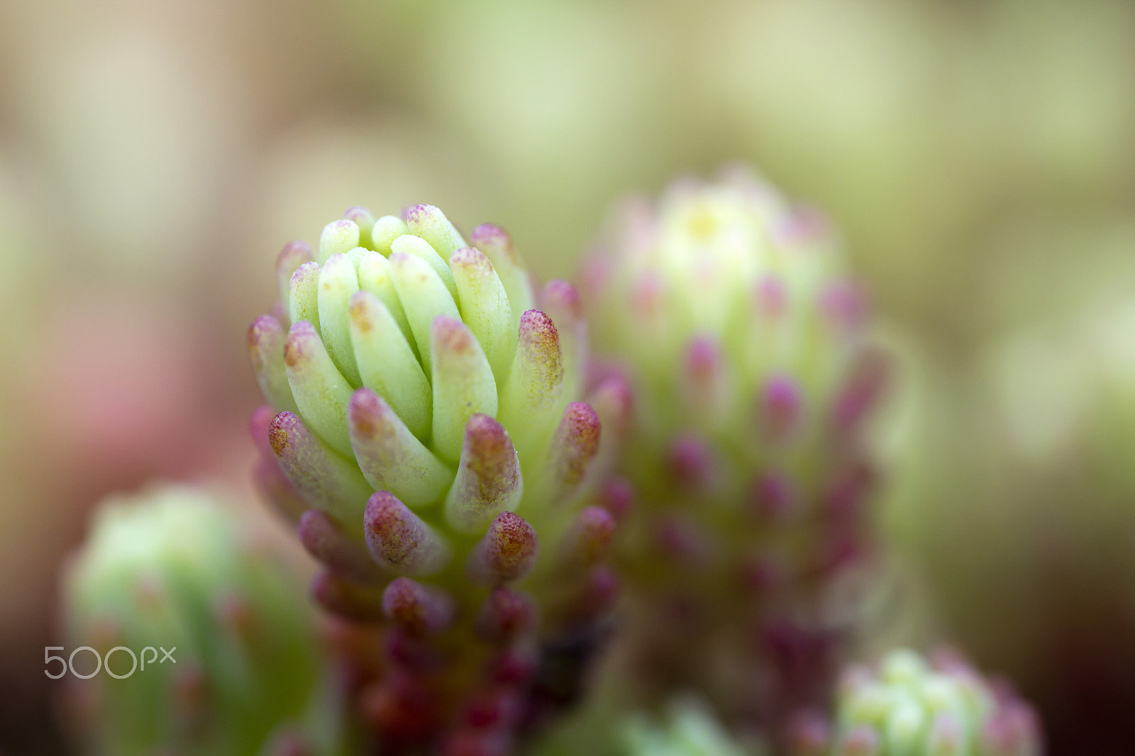 Canon MP-E 65mm F2.5 1-5x Macro Photo sample photo. Green stranger photography