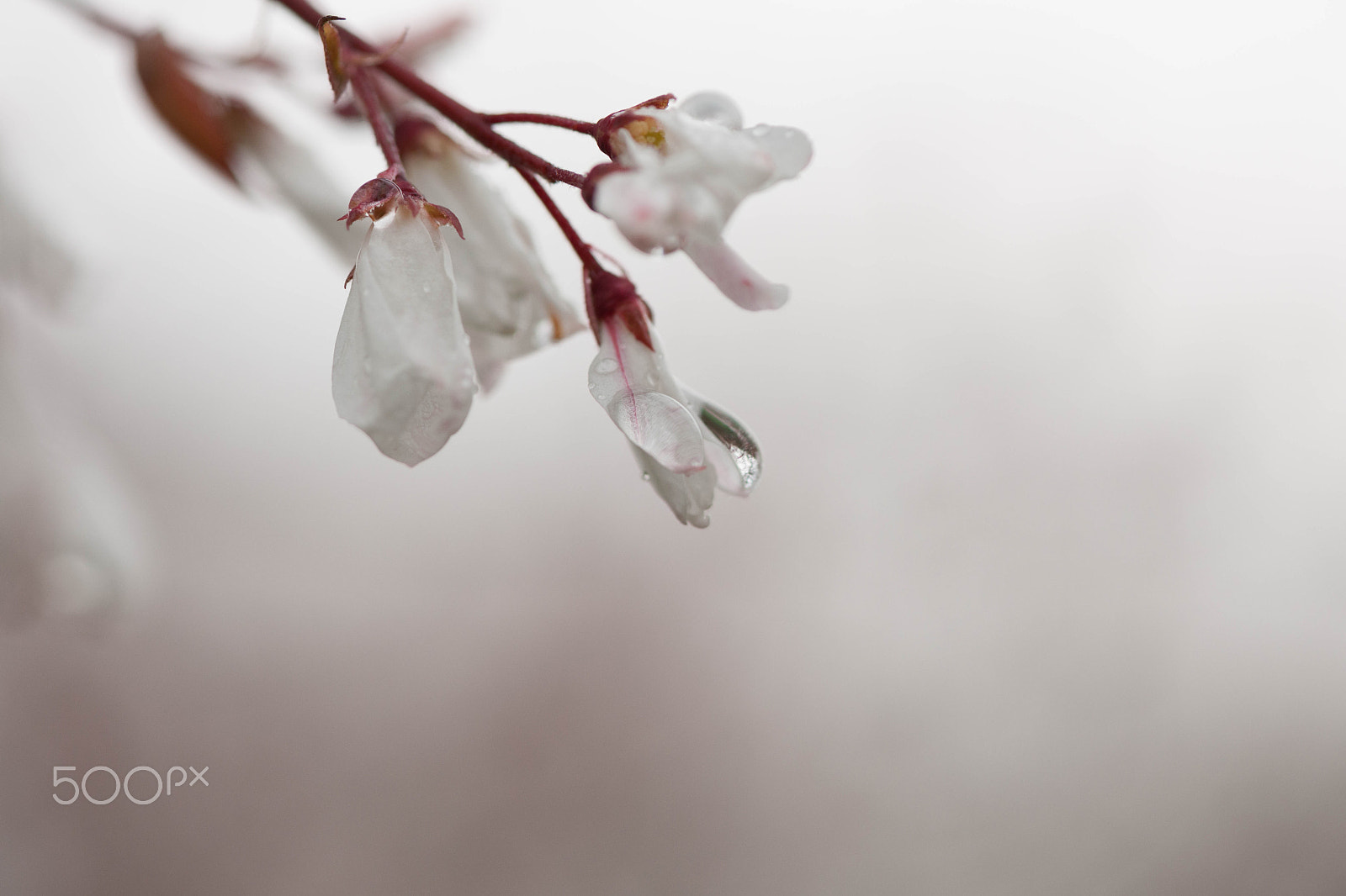 Nikon D3X sample photo. Cherry blossom photography